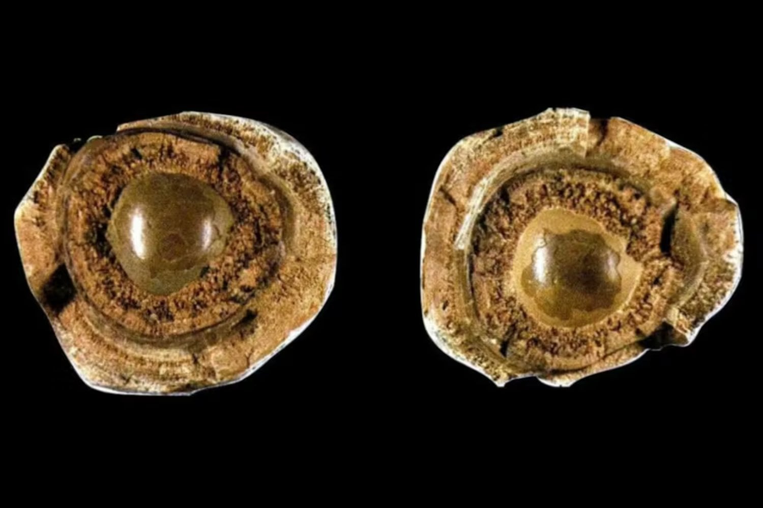Durante siglos se creyó que existía un antídoto capaz de neutralizar cualquier veneno. Se llamaba piedra bezoar y podía valer más que el oro, pero su origen era mucho menos mágico de lo que parecía