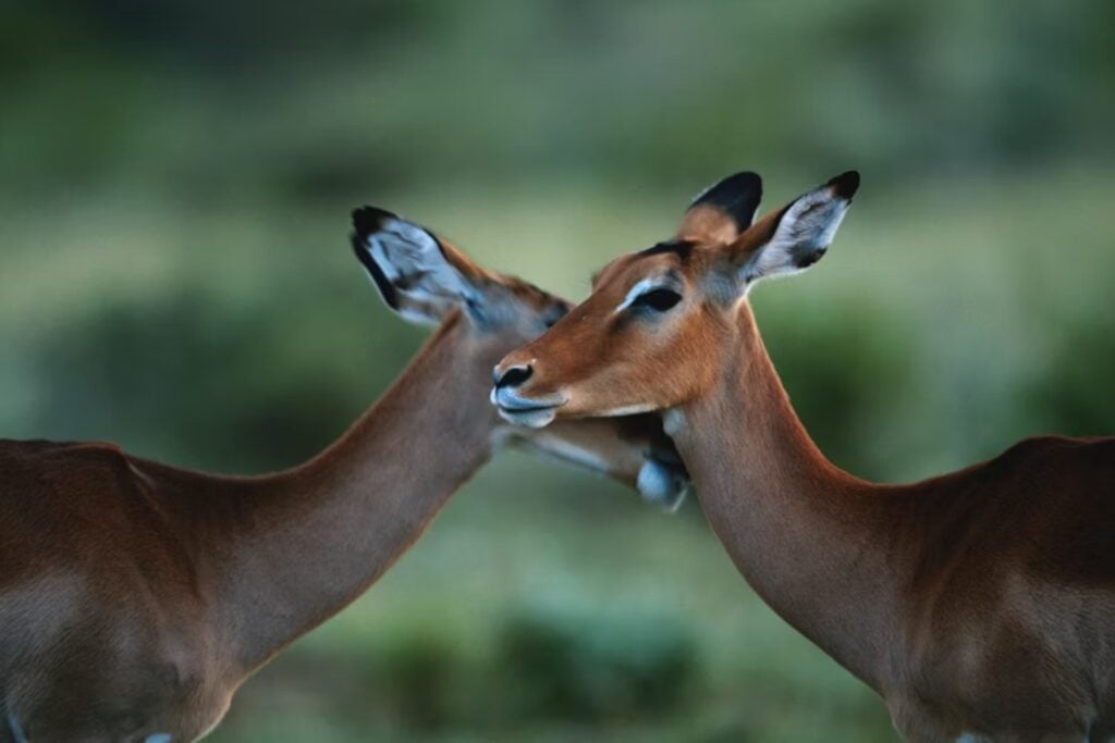 Creíamos que el gusto al elegir pareja era algo muy humano, pero un nuevo estudio apunta a algo más incómodo y fascinante. Compartimos con otros animales parte de las mismas reglas para encontrar atractivo un sonido