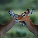 Creíamos que el gusto al elegir pareja era algo muy humano, pero un nuevo estudio apunta a algo más incómodo y fascinante: compartimos con otros animales parte de las mismas reglas para encontrar atractivo un sonido