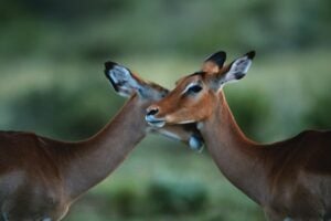 Creíamos que el gusto al elegir pareja era algo muy humano, pero un nuevo estudio apunta a algo más incómodo y fascinante: compartimos con otros animales parte de las mismas reglas para encontrar atractivo un sonido