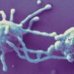 La historia de cómo nació la vida compleja en la Tierra tenía una grieta que no terminaba de cerrar. Ahora un análisis masivo de ADN sugiere que nuestros ancestros microbianos ya habían aprendido a usar oxígeno antes de dar el salto evolutivo decisivo