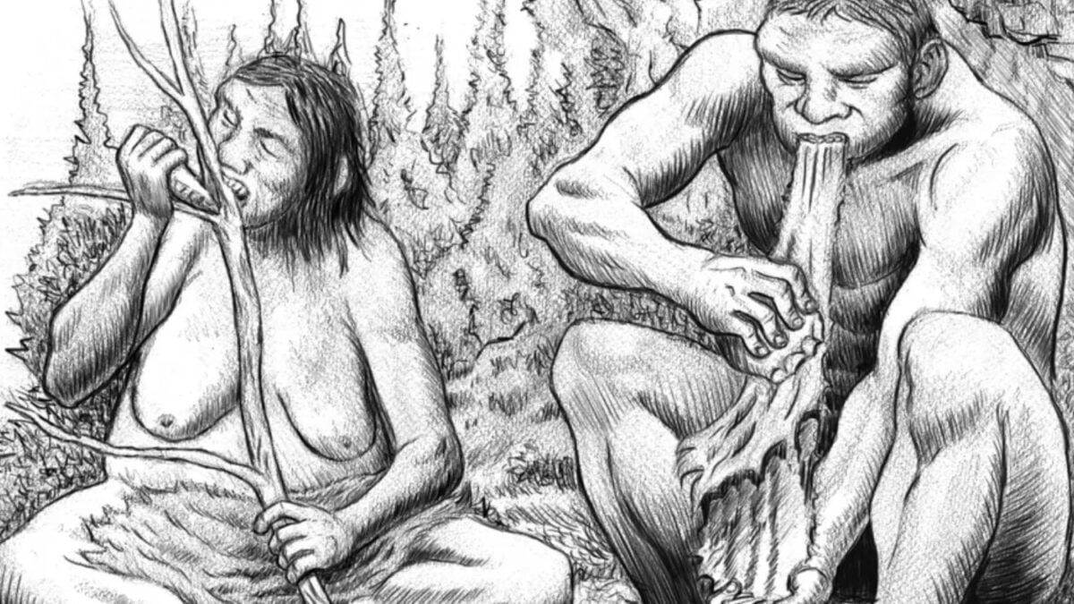 Los neandertales llevaban 150.000 años produciendo una sustancia pegajosa para fabricar herramientas. Un nuevo estudio sugiere que también pudieron usarla para curar heridas y eso abre una pista inesperada contra las superbacterias