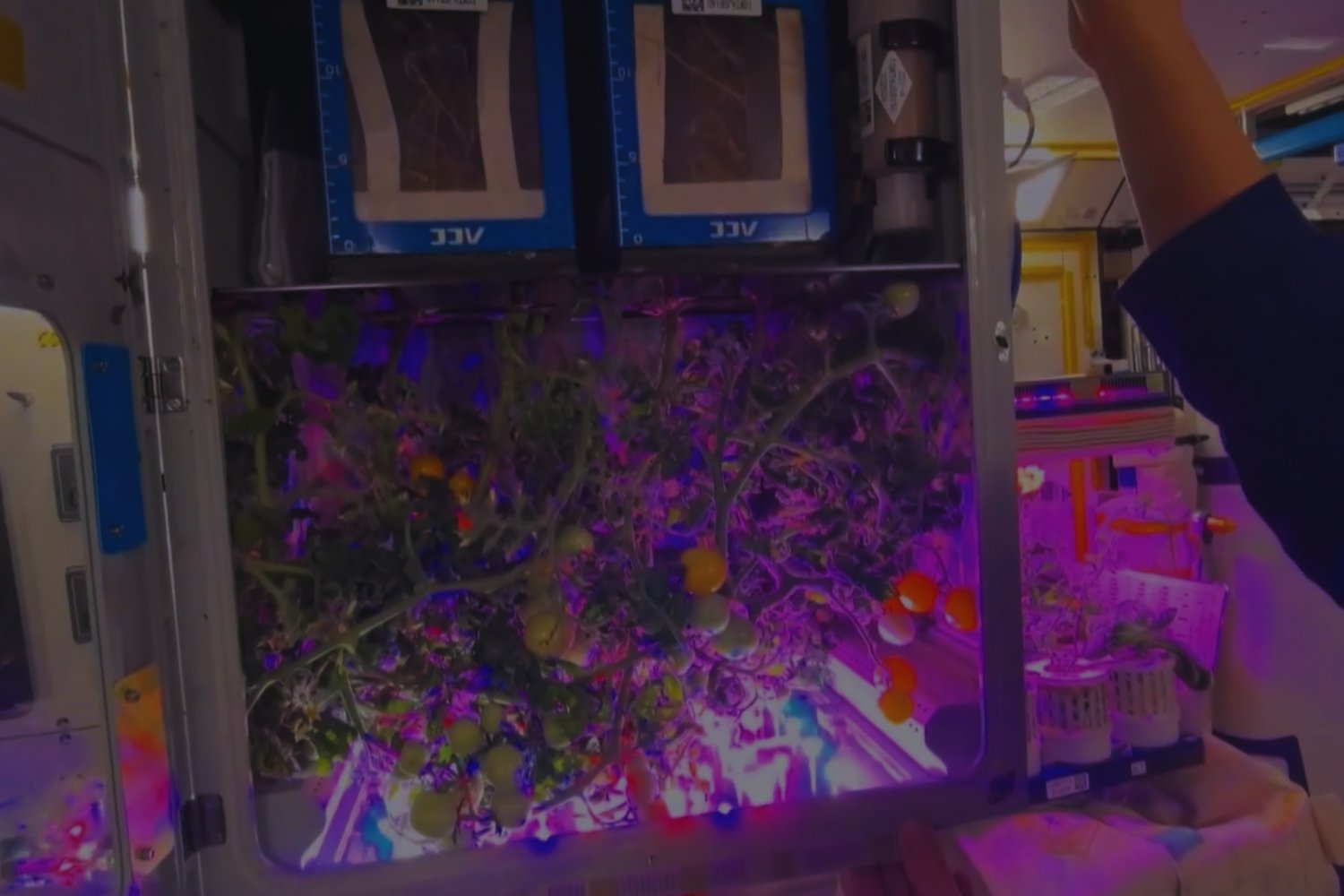 Cultivar alimentos en el espacio ya no es una idea futurista. La estación Tiangong acaba de cosechar tomates y demuestra que vivir fuera de la Tierra empieza a ser técnicamente posible