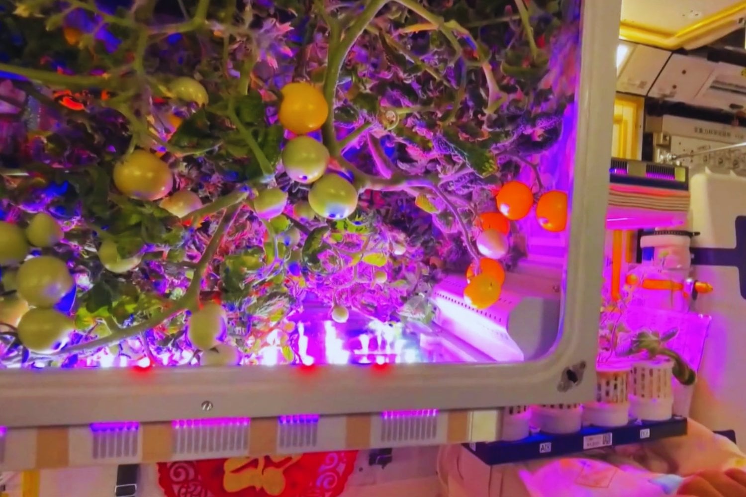 Cultivar alimentos en el espacio ya no es una idea futurista. La estación Tiangong acaba de cosechar tomates y demuestra que vivir fuera de la Tierra empieza a ser técnicamente posible