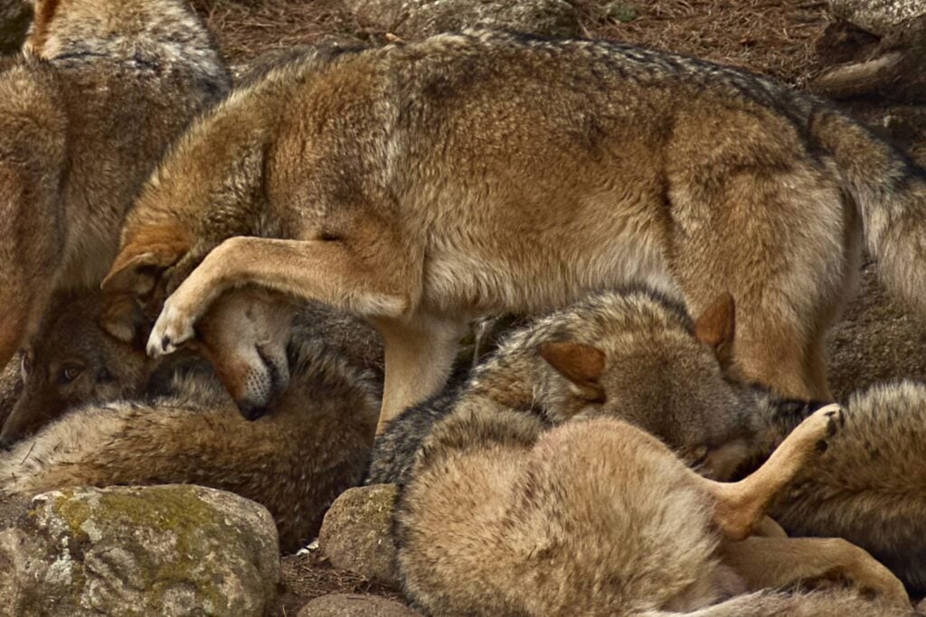 Diseño Sin Título (7)