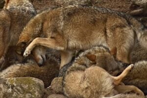 Diseño Sin Título (7)