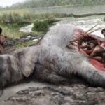 Un hallazgo de 1948 en Alemania acaba de volverse mucho más importante de lo que parecía. Todo apunta a que los neandertales sí cazaban animales gigantes de forma organizada