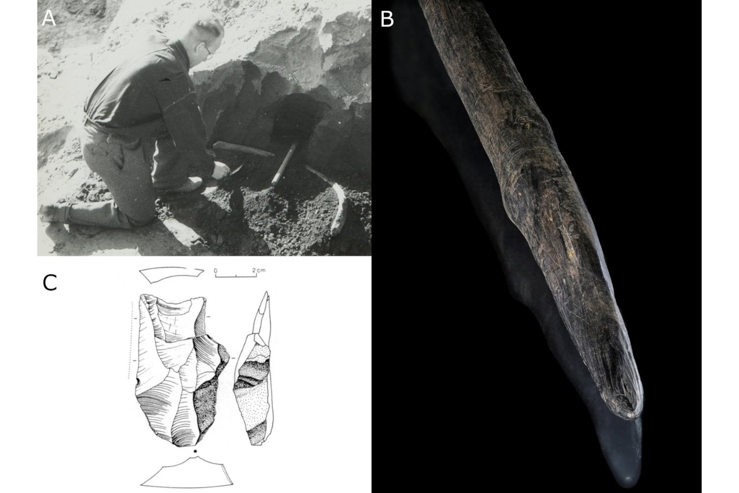 Un hallazgo de 1948 en Alemania acaba de volverse mucho más importante de lo que parecía. Todo apunta a que los neandertales sí cazaban animales gigantes de forma organizada