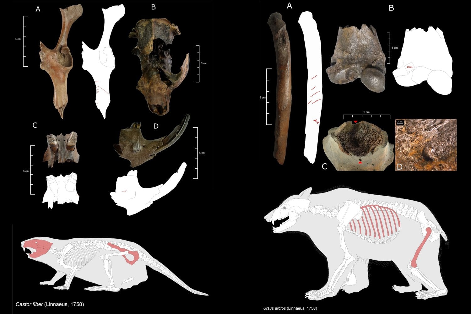 Un hallazgo de 1948 en Alemania acaba de volverse mucho más importante de lo que parecía. Todo apunta a que los neandertales sí cazaban animales gigantes de forma organizada