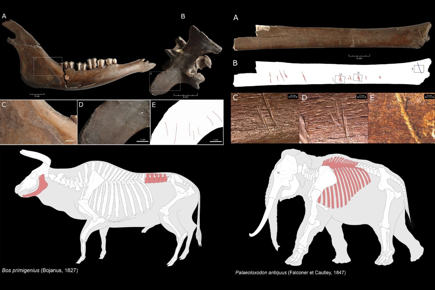Un hallazgo de 1948 en Alemania acaba de volverse mucho más importante de lo que parecía. Todo apunta a que los neandertales sí cazaban animales gigantes de forma organizada