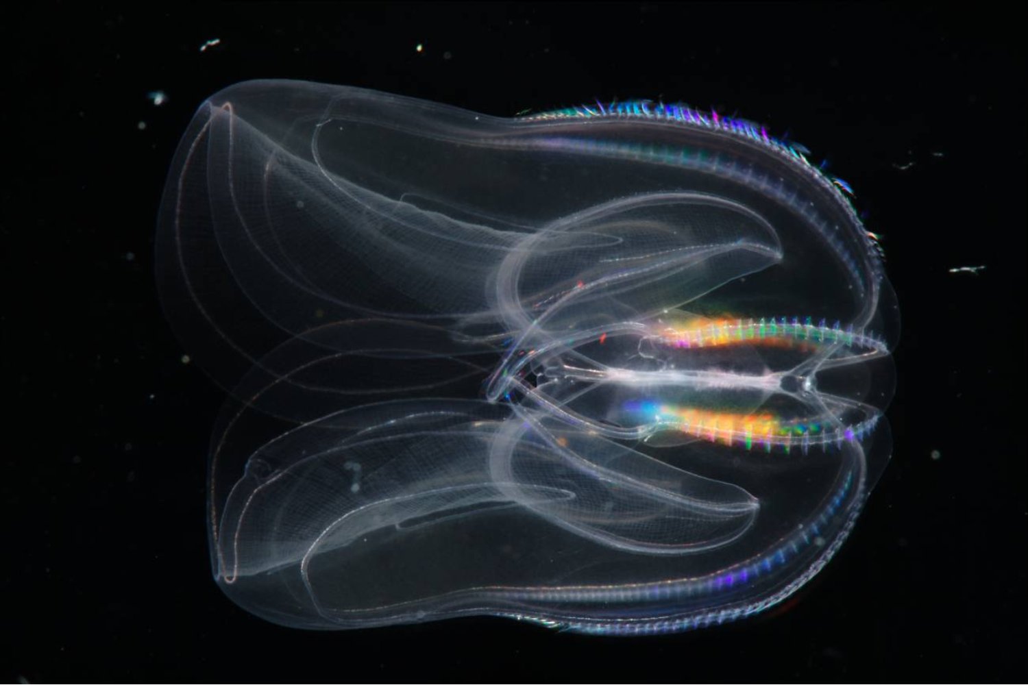 La presión del océano no las aplasta: las mantiene cohesionadas. Científicos descubren por qué algunas medusas profundas se desintegran al llegar a la superficie