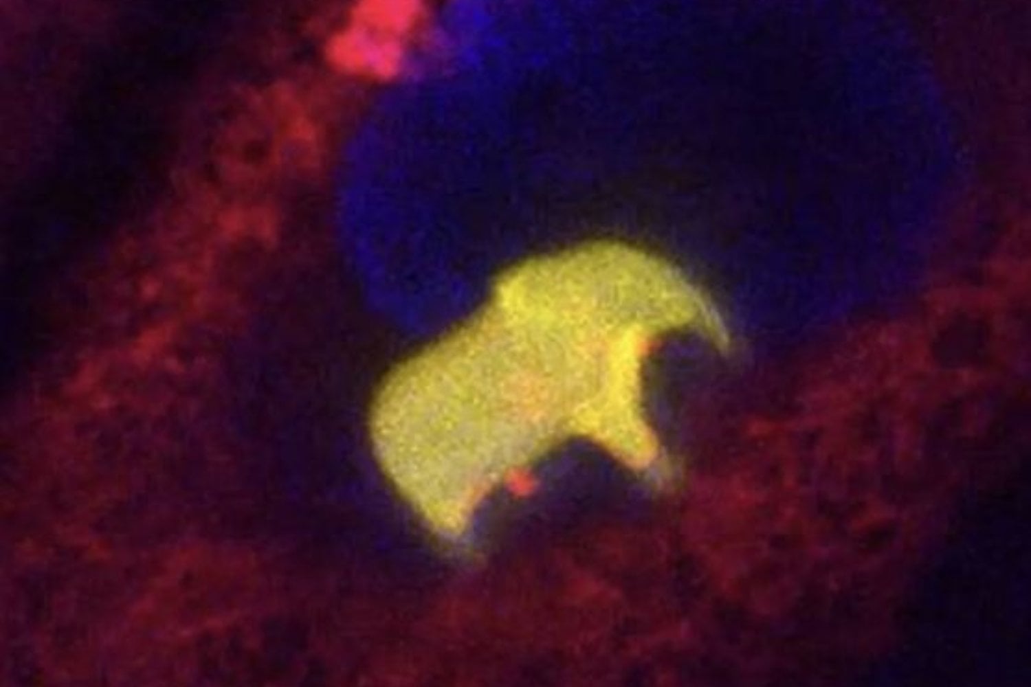 Logran imprimir un elefante 3D dentro de una célula viva y demuestran que ya podemos construir estructuras sólidas en el interior de la vida