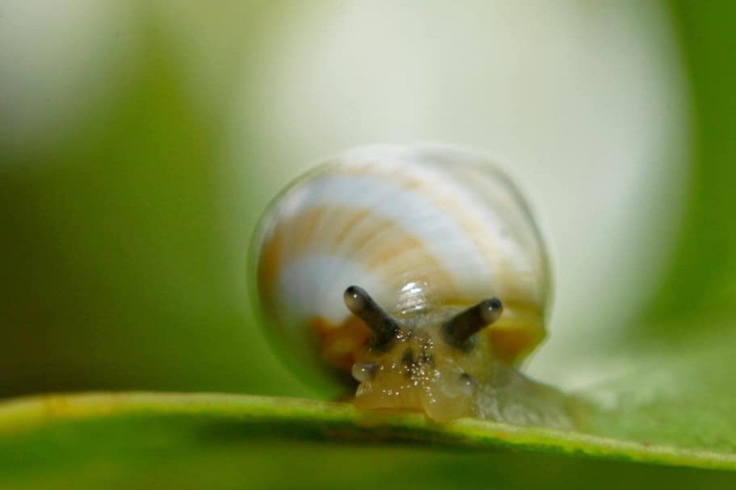 Un científico guardó once caracoles en 1991 para evitar su desaparición. Tres décadas después, mil de ellos están regresando a los bosques de Hawái
