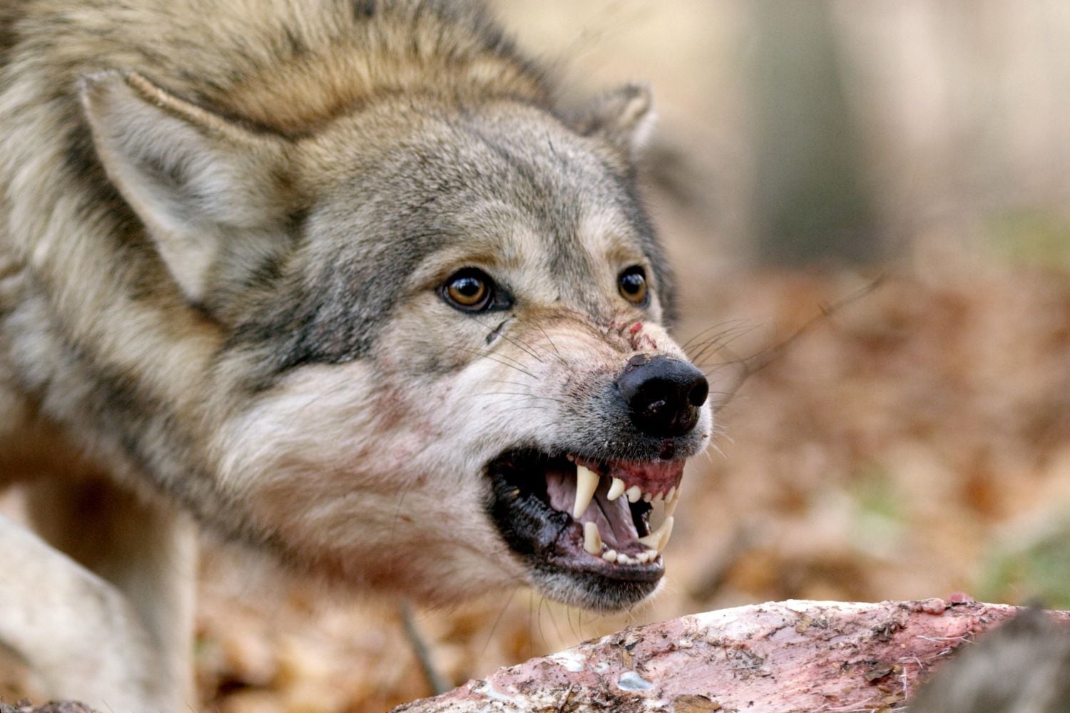 Diseño Sin Título (9)