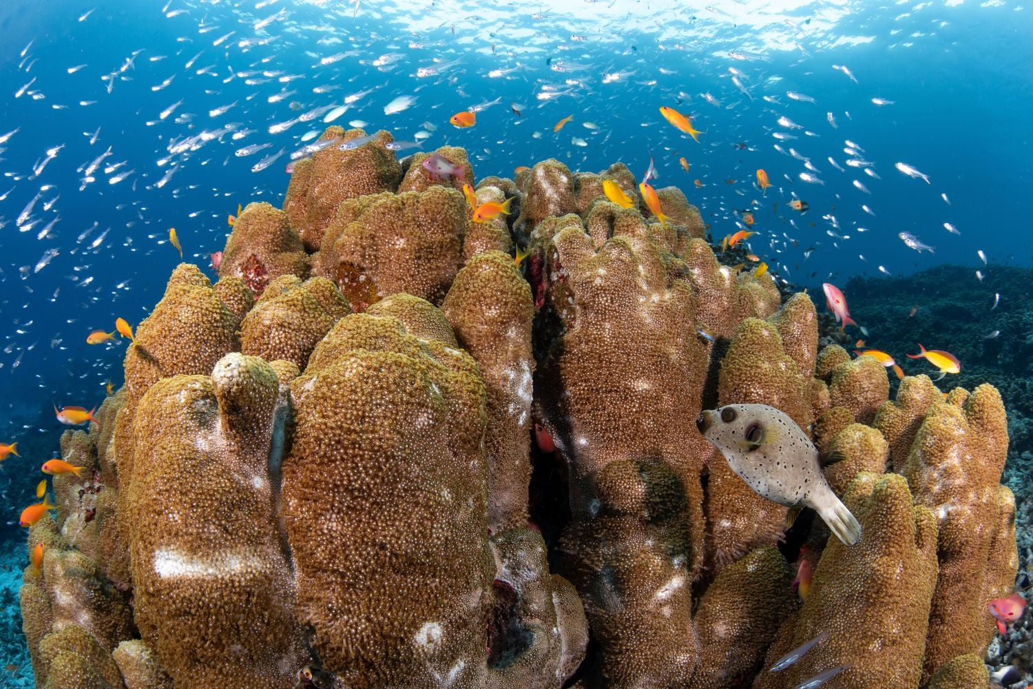 Diseño Sin Título (91)