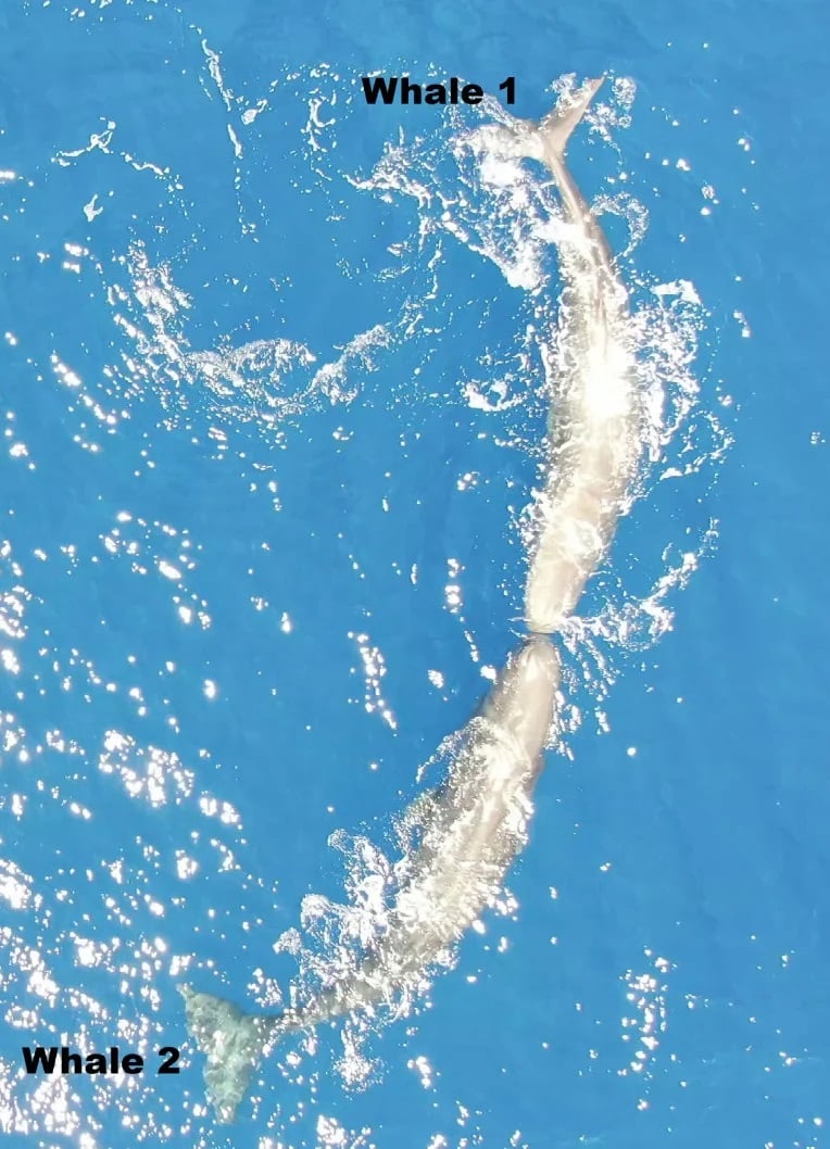 Ballena