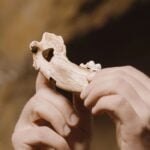 Domesticacion De Perros