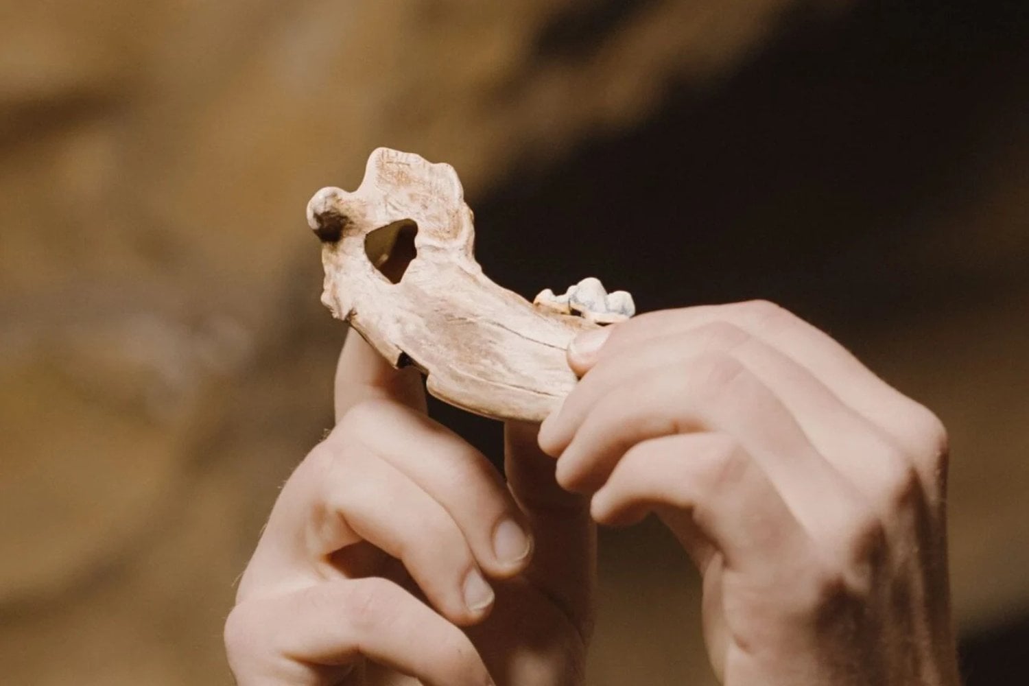 Domesticacion De Perros