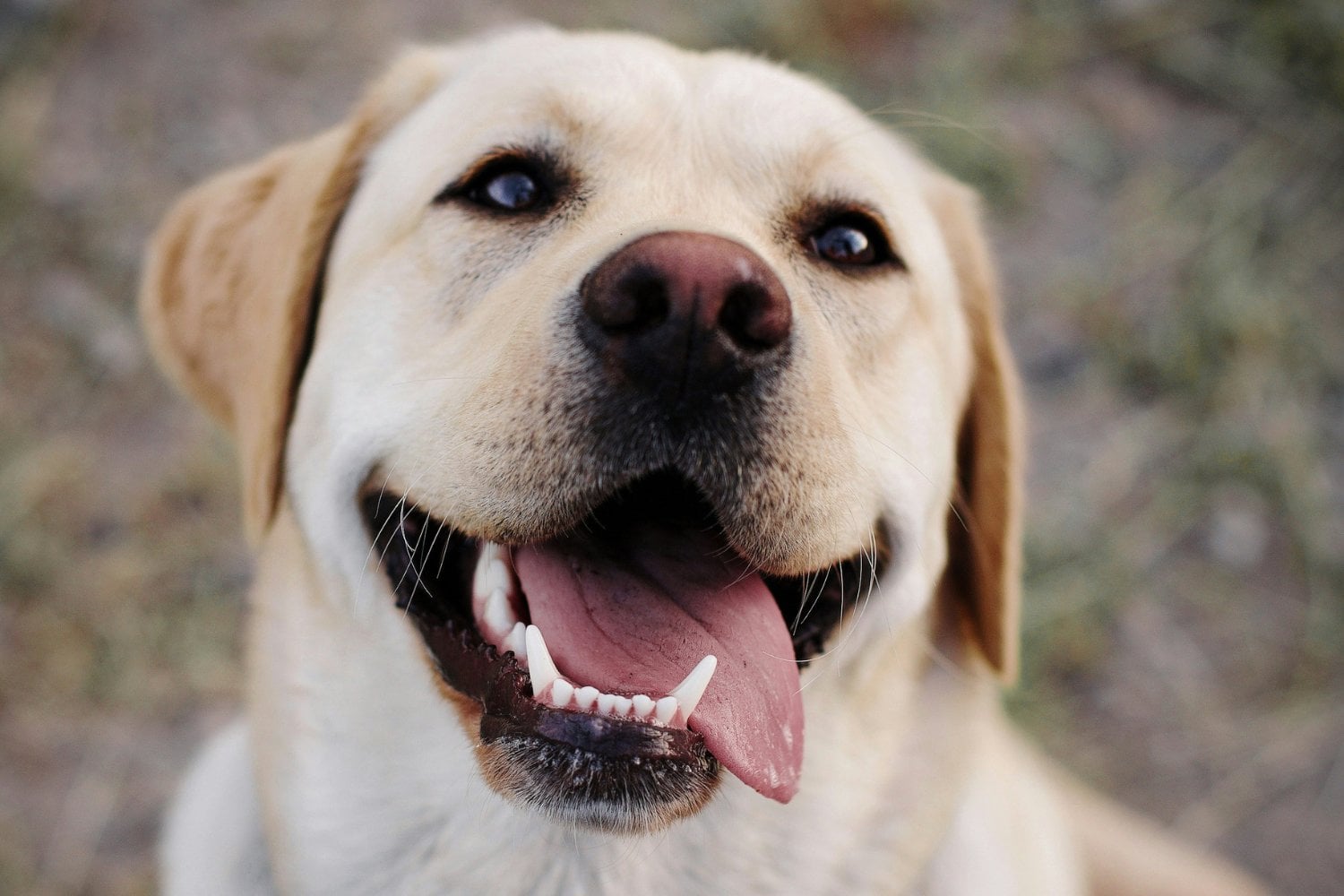 Labrador
