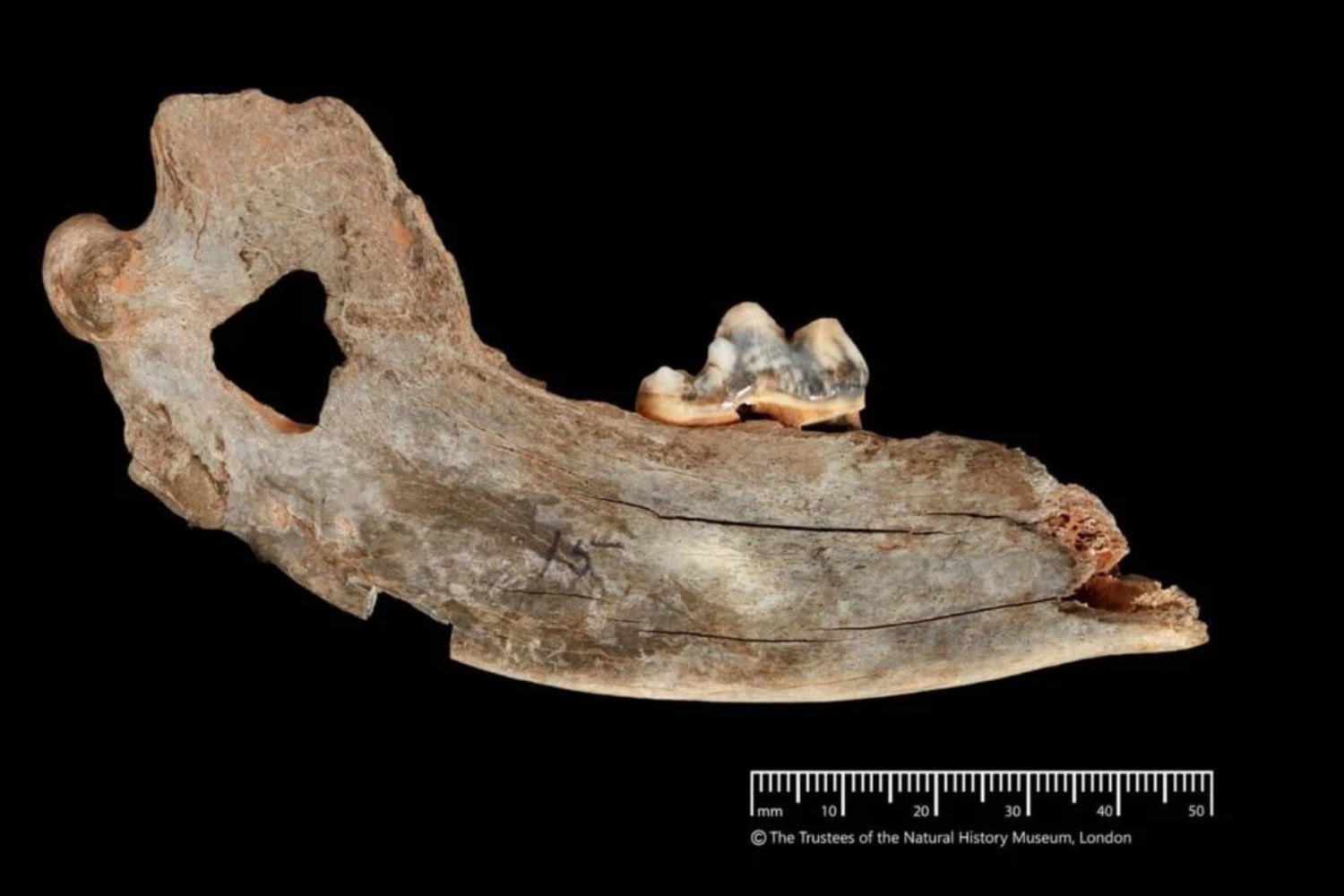 Mandibula De Perro