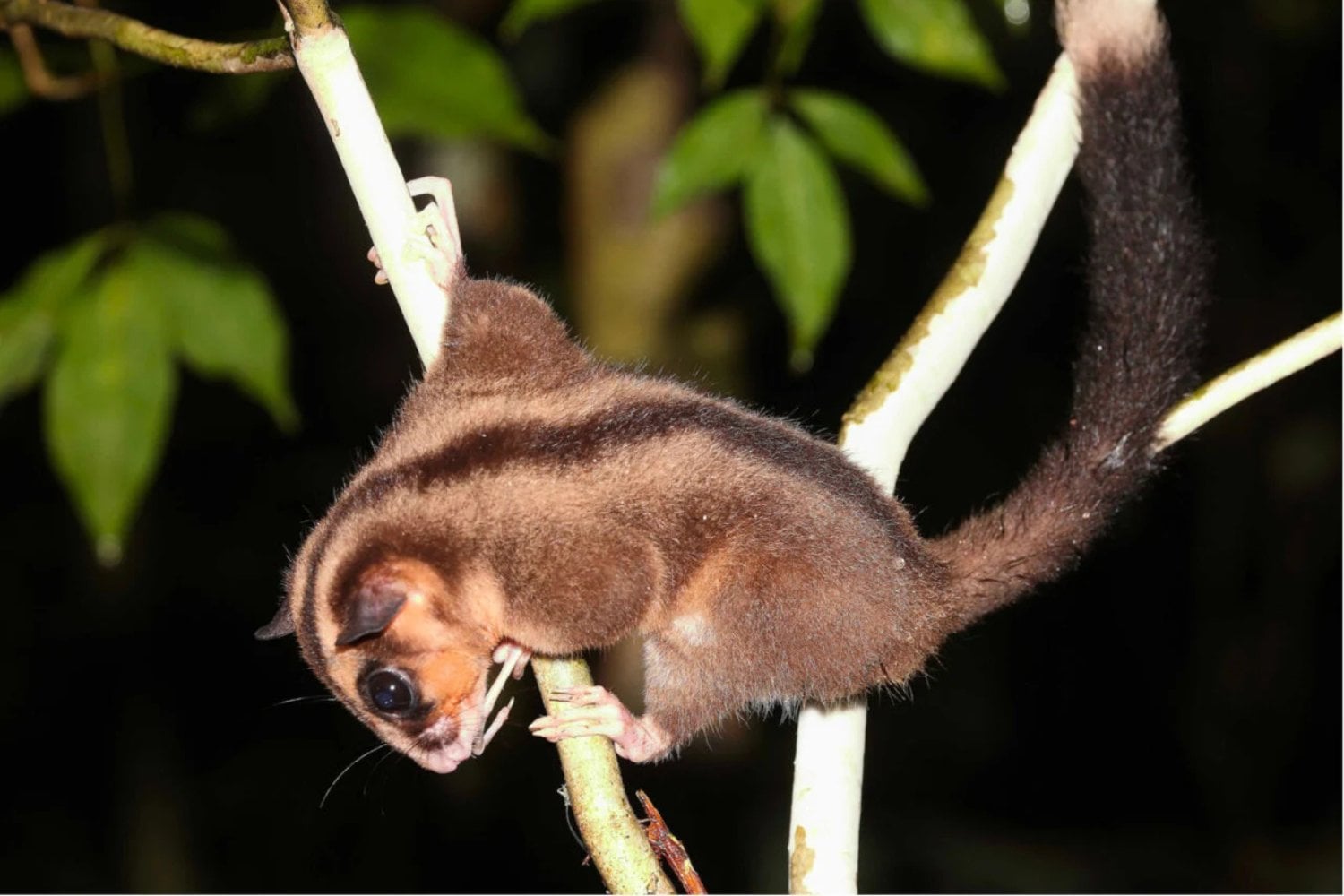 Marsupial