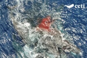 Nacimiento De Cachalote