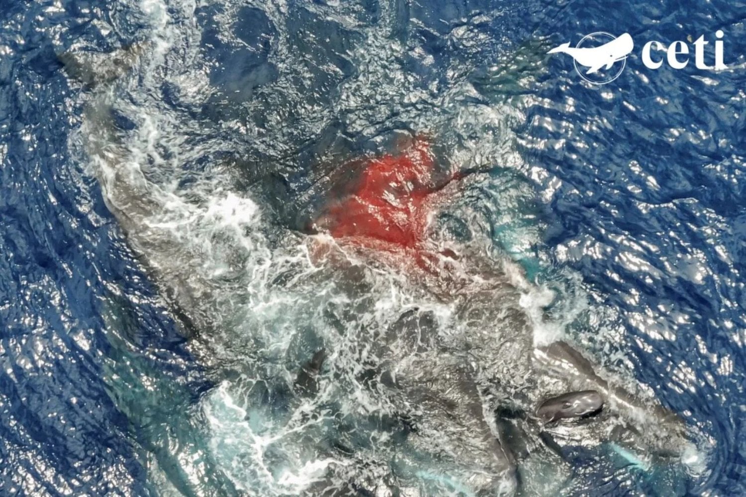 Nacimiento De Cachalote