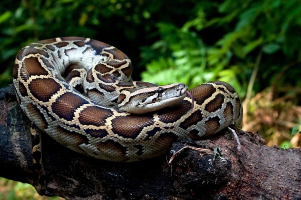 Serpiente Piton