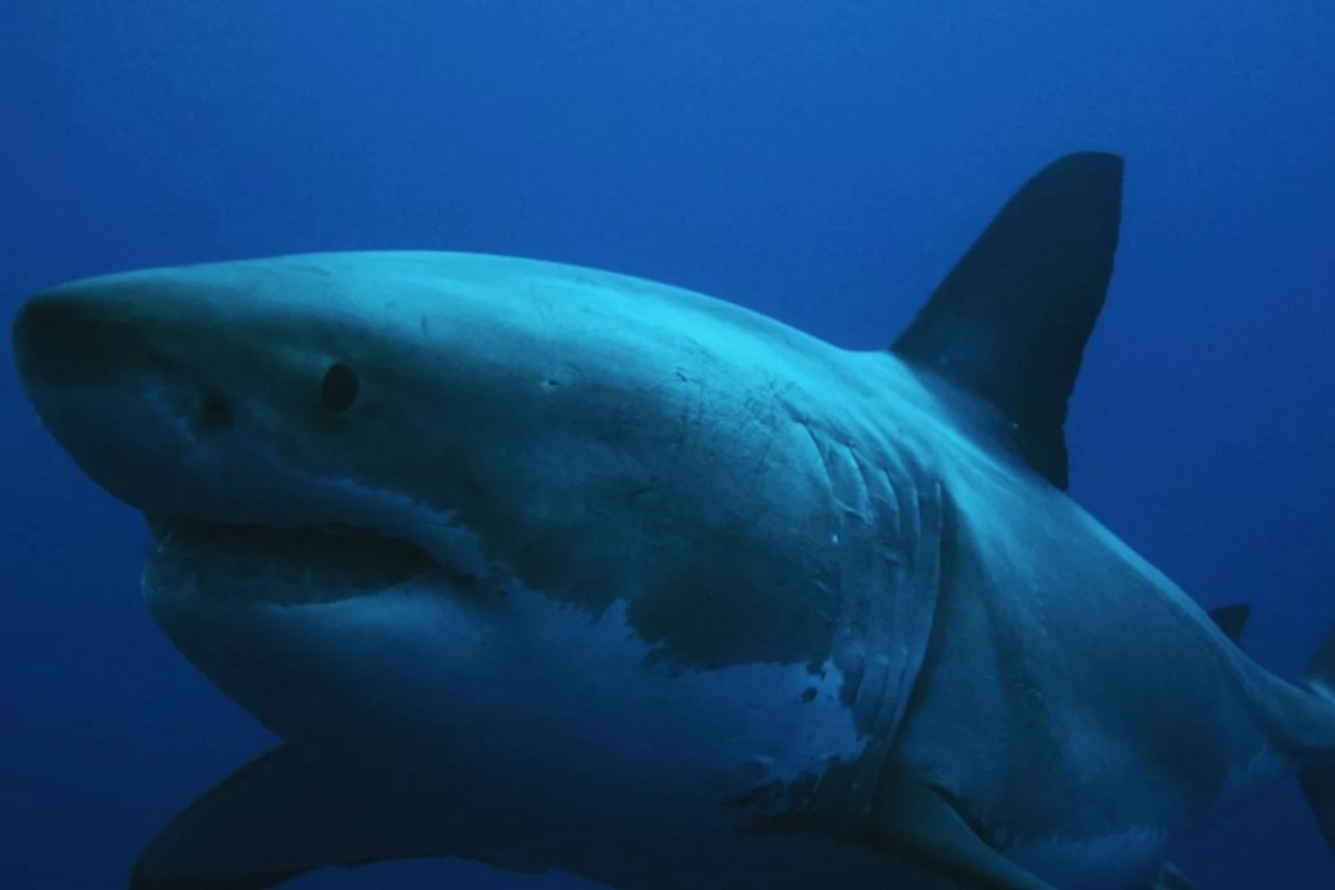 Los tiburones llevan más de 400 millones de años en la Tierra. Un nuevo análisis genético sugiere que algunos de los más primitivos podrían no pertenecer al mismo grupo evolutivo que el resto