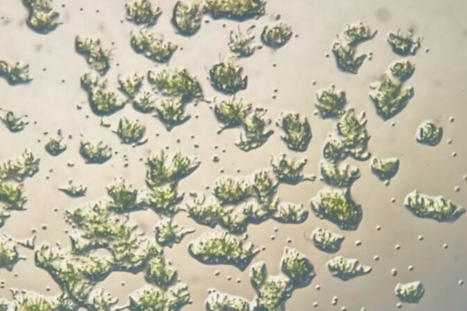 Japón colocó musgo en el exterior de la Estación Espacial Internacional durante 283 días. Sobrevivió al vacío, la radiación y temperaturas extremas. Ahora puede ser el primer paso para reverdecer Marte