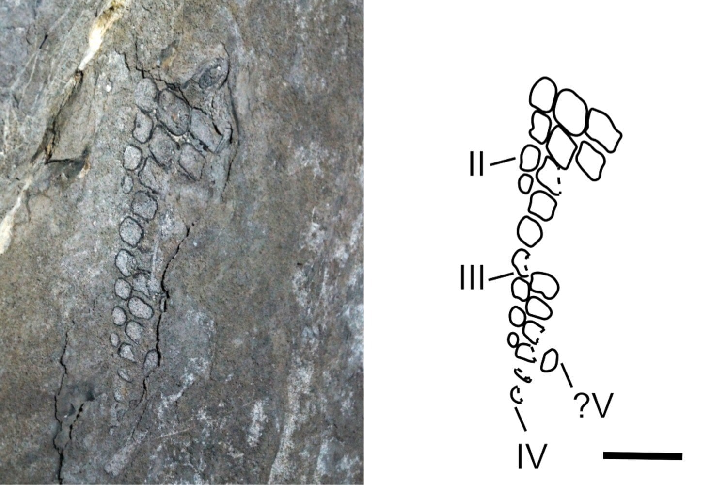 Un techo de cueva en Cuba ocultó durante 145 millones de años a un depredador marino del Jurásico. Ahora ese fósil está cambiando lo que sabíamos del Caribe