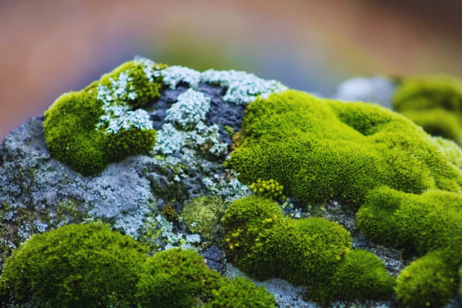 Japón colocó musgo en el exterior de la Estación Espacial Internacional durante 283 días. Sobrevivió al vacío, la radiación y temperaturas extremas. Ahora puede ser el primer paso para reverdecer Marte