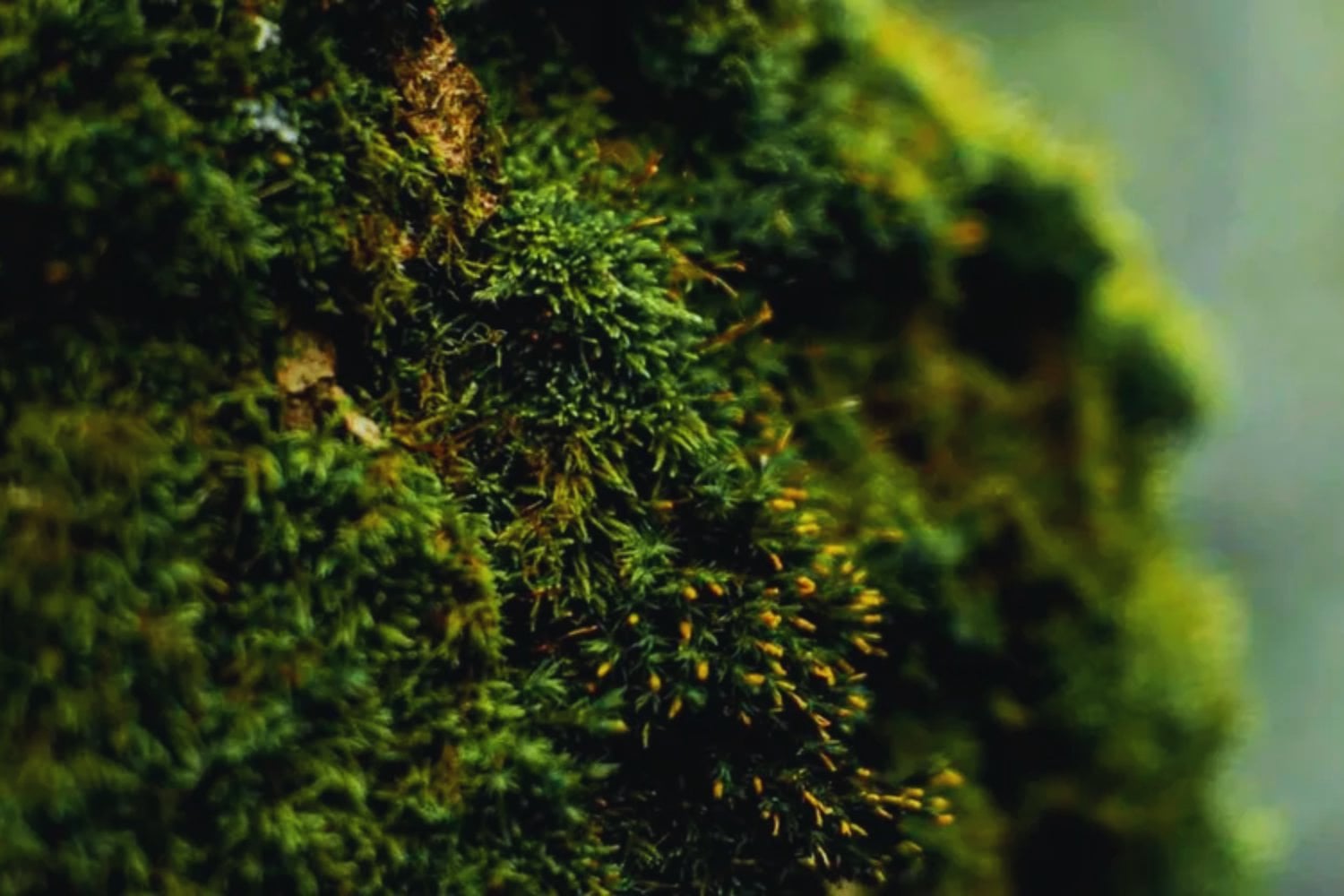 Japón colocó musgo en el exterior de la Estación Espacial Internacional durante 283 días. Sobrevivió al vacío, la radiación y temperaturas extremas. Ahora puede ser el primer paso para reverdecer Marte