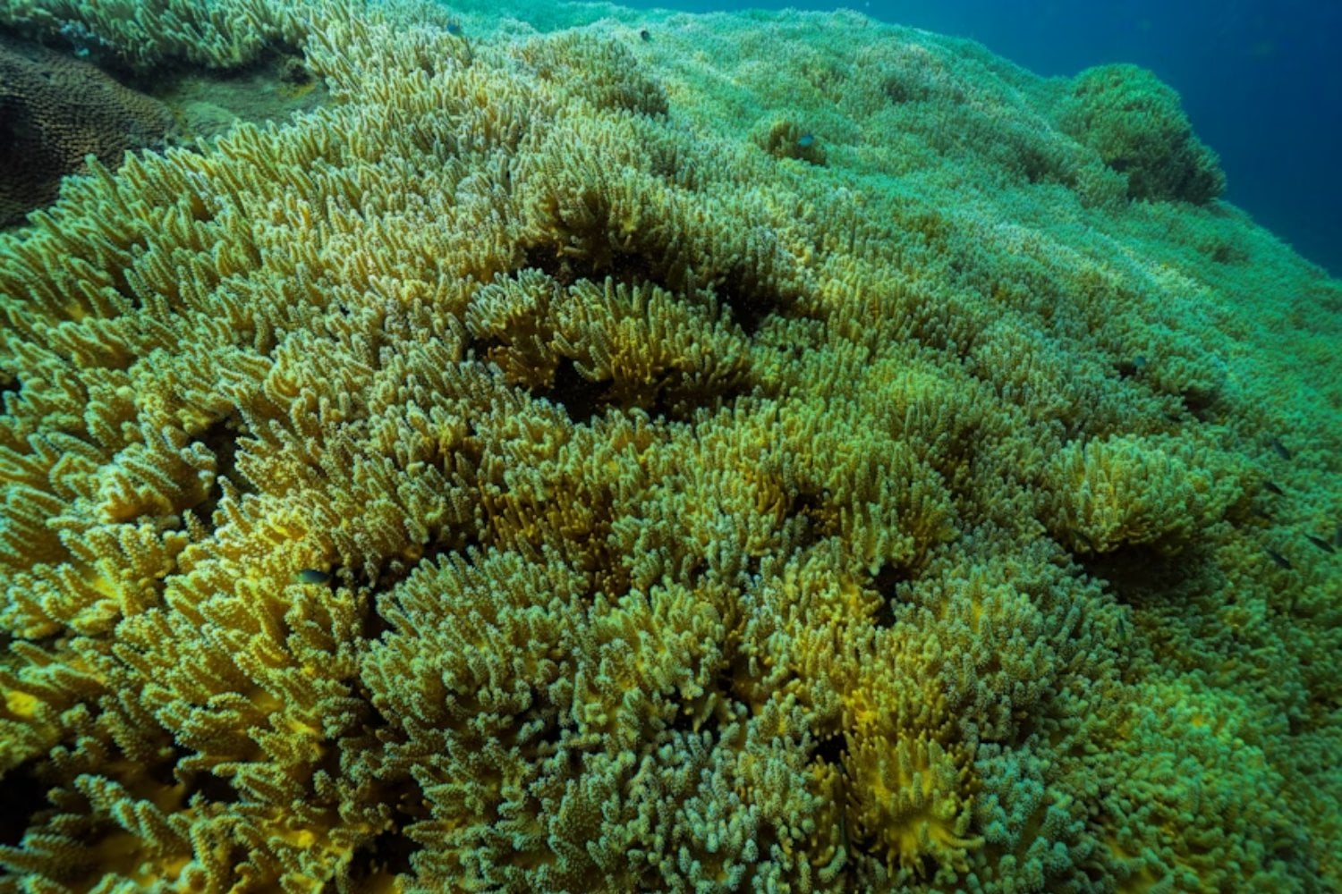 Un robot ha excavado bajo el fondo marino a 2.500 metros de profundidad. Lo que ha encontrado sugiere que la vida en la Tierra ocupa mucho más espacio del que pensábamos