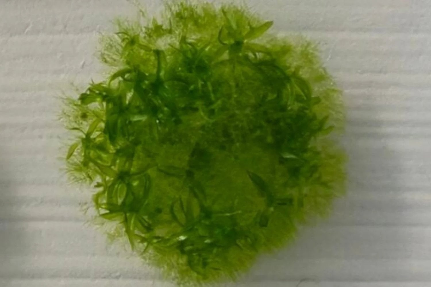 Japón colocó musgo en el exterior de la Estación Espacial Internacional durante 283 días. Sobrevivió al vacío, la radiación y temperaturas extremas. Ahora puede ser el primer paso para reverdecer Marte