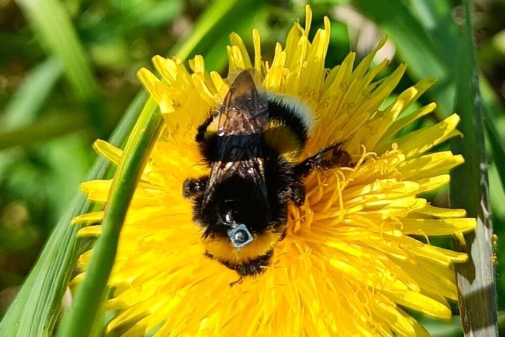 Nuevo estudio en Finlandia demuestra que los insecticidas domésticos reducen hasta un 5% el retorno de abejorros al nido. Un producto común en terrazas y jardines podría estar desorientando a los polinizadores