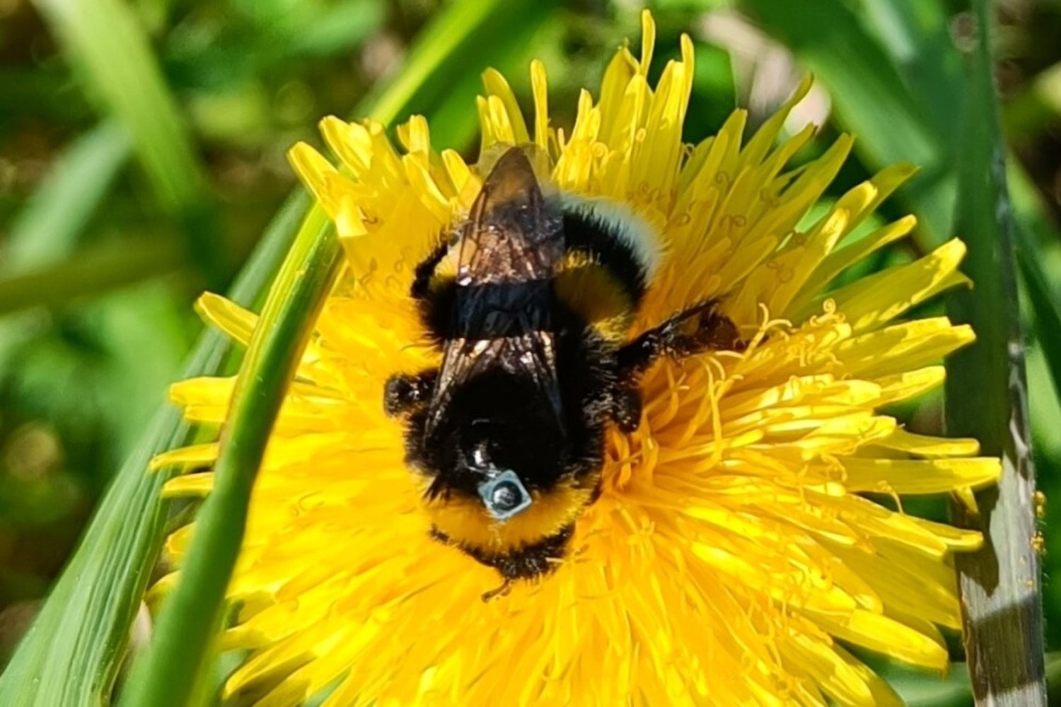 Nuevo estudio en Finlandia demuestra que los insecticidas domésticos reducen hasta un 5% el retorno de abejorros al nido. Un producto común en terrazas y jardines podría estar desorientando a los polinizadores