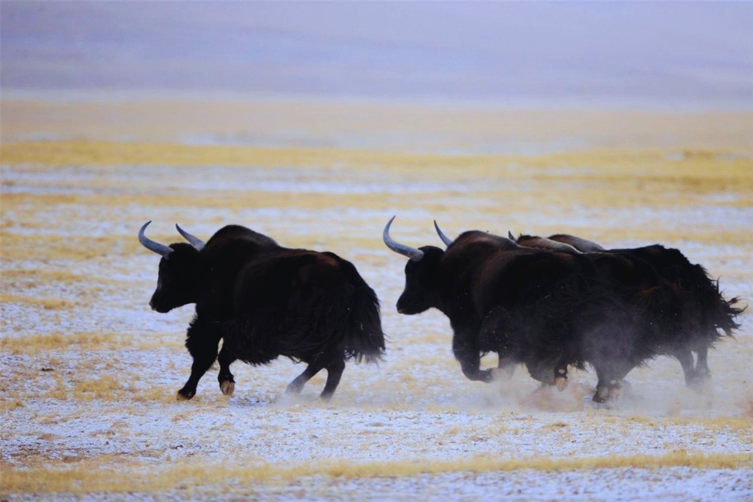 Creíamos conocer la biodiversidad, pero apenas estamos viendo la superficie. Un estudio revela miles de especies desconocidas ocultas en el intestino de herbívoros de alta montaña