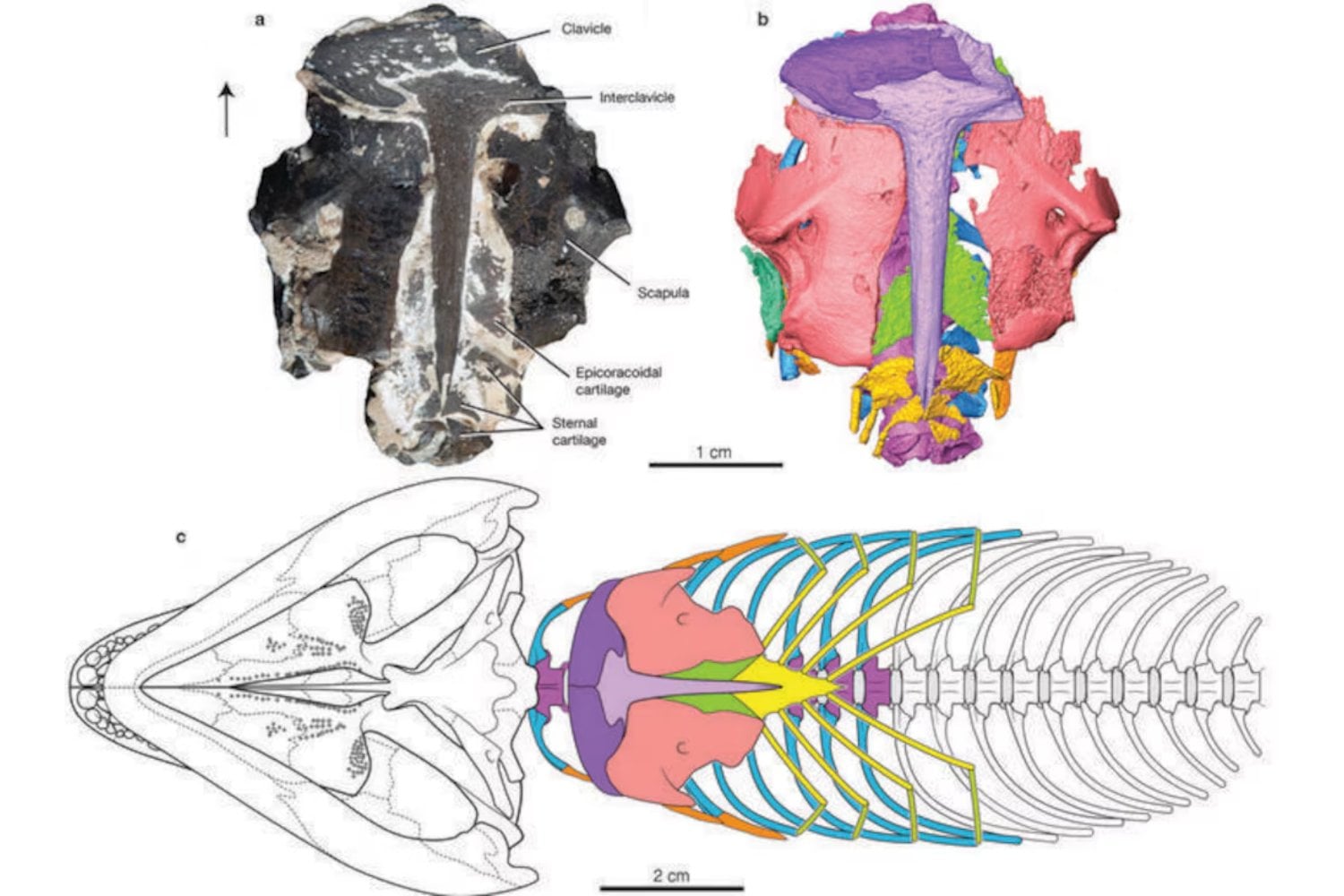 Durante años creímos entender cómo los animales empezaron a respirar en tierra firme. Un fósil de 289 millones de años con piel y proteínas conservadas acaba de demostrar que la historia era mucho más compleja de lo que pensábamos