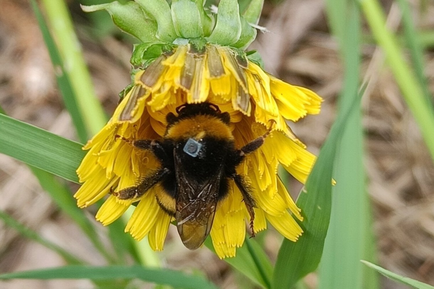 Nuevo estudio en Finlandia demuestra que los insecticidas domésticos reducen hasta un 5% el retorno de abejorros al nido. Un producto común en terrazas y jardines podría estar desorientando a los polinizadores