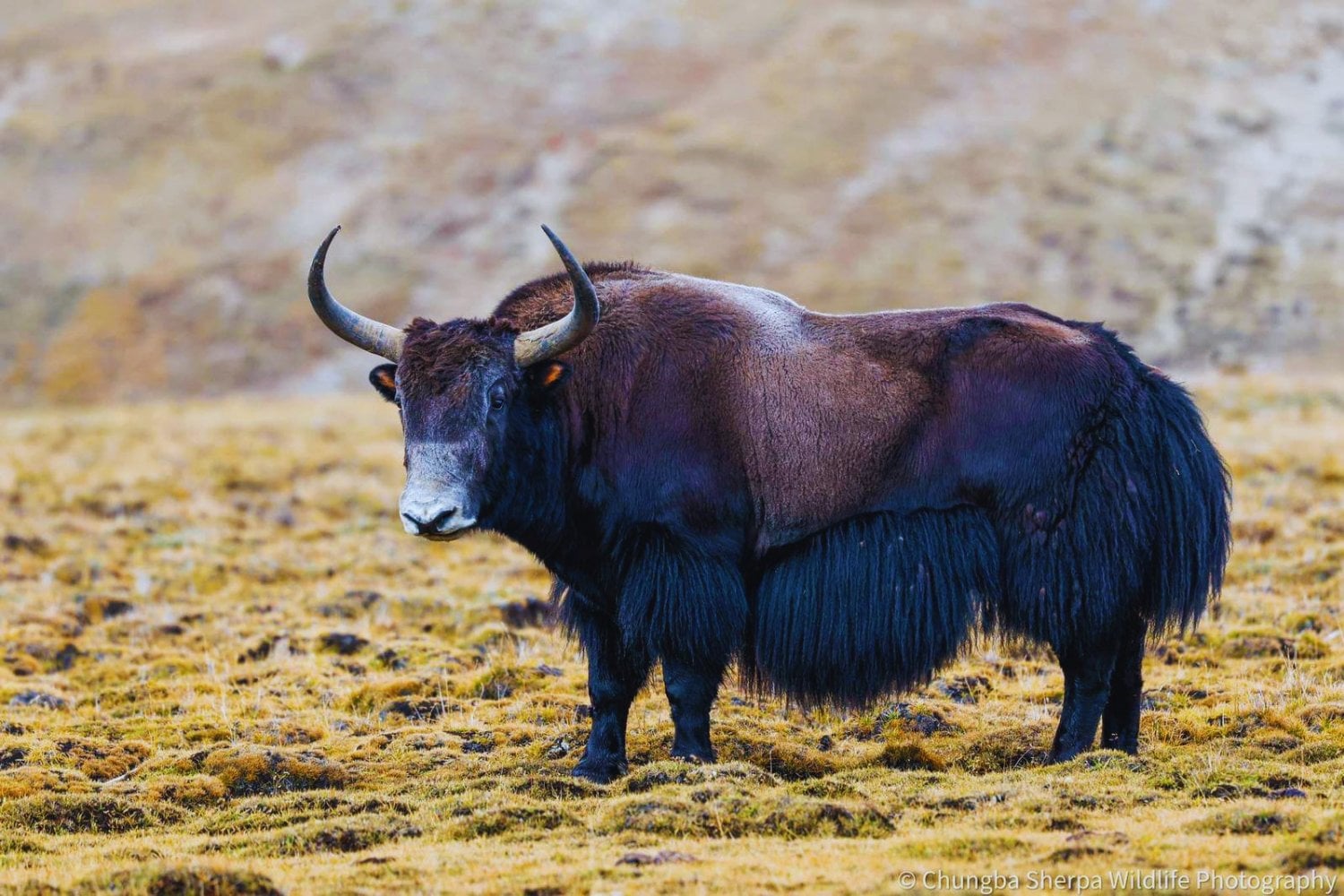 Creíamos conocer la biodiversidad, pero apenas estamos viendo la superficie. Un estudio revela miles de especies desconocidas ocultas en el intestino de herbívoros de alta montaña