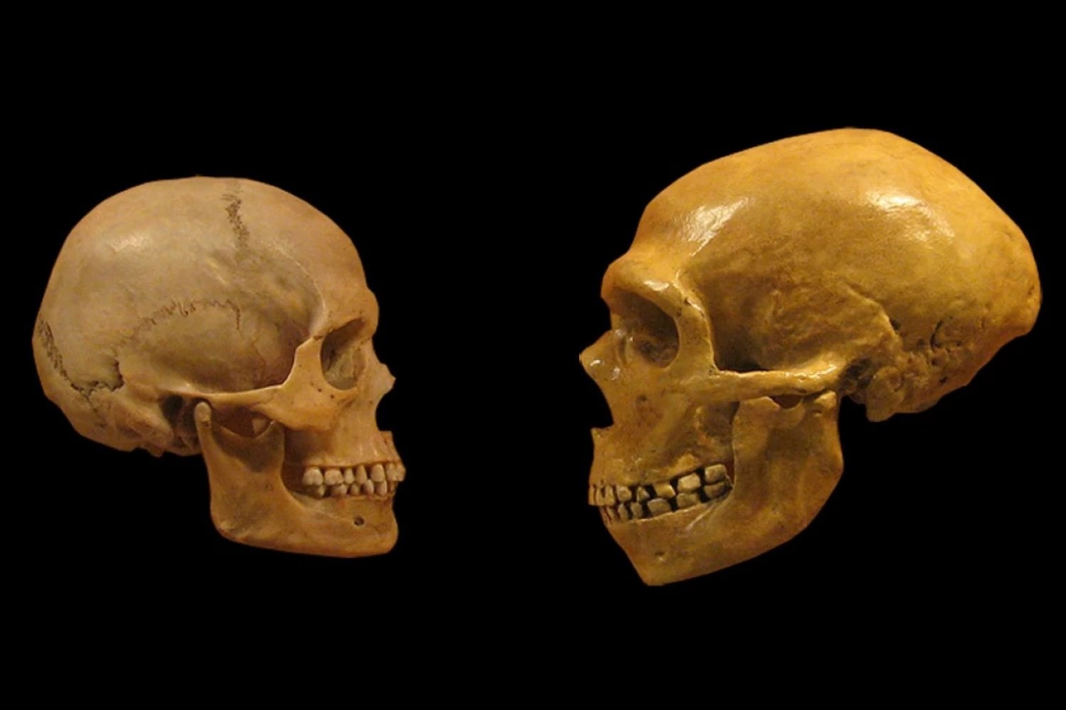 Durante décadas se creyó que los neandertales eran menos inteligentes que nosotros. Un nuevo estudio cuestiona esa idea y apunta a que su desaparición no tuvo que ver con su capacidad cognitiva