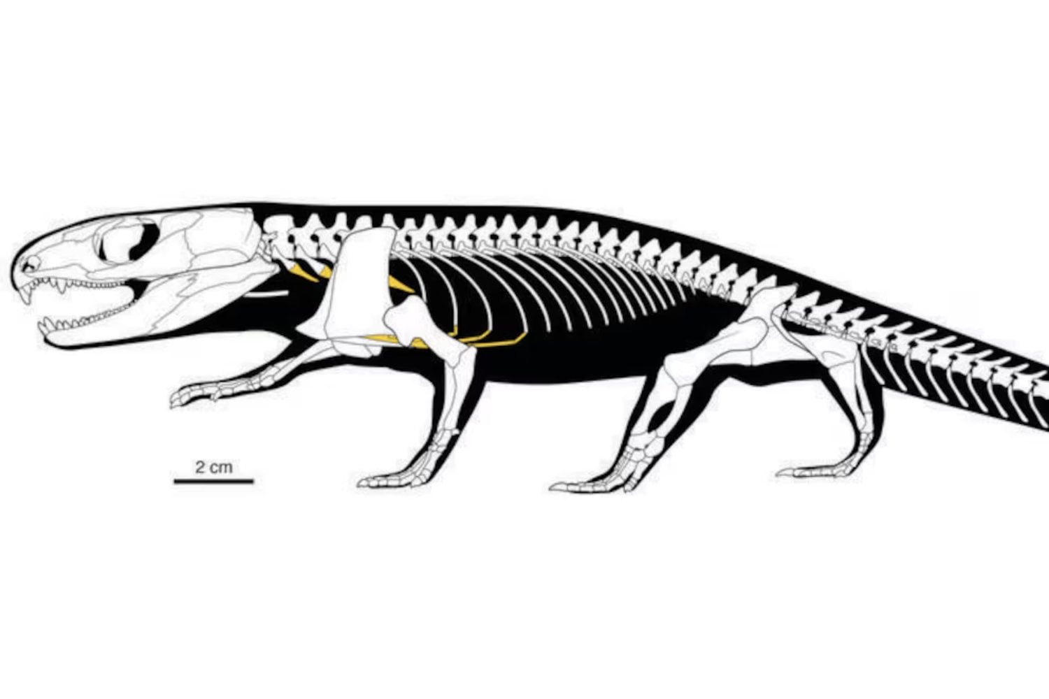 Durante años creímos entender cómo los animales empezaron a respirar en tierra firme. Un fósil de 289 millones de años con piel y proteínas conservadas acaba de demostrar que la historia era mucho más compleja de lo que pensábamos