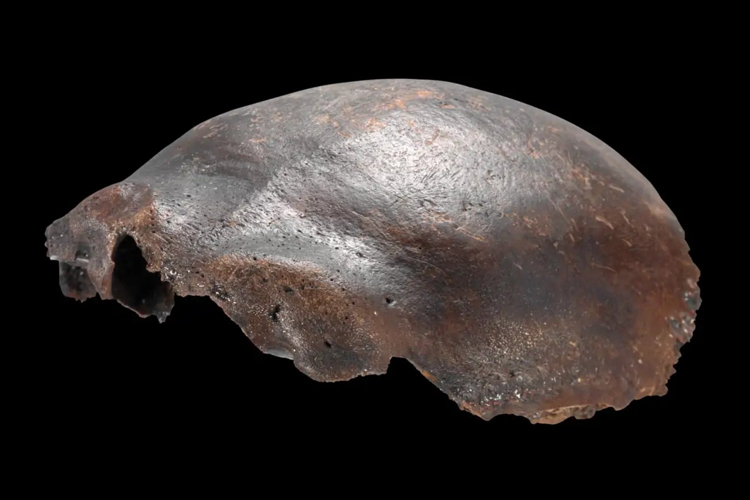 Durante más de medio siglo creyeron que este cráneo hallado en Alemania podía cambiar la historia humana. Un nuevo análisis revela que nunca fue híbrido ni tenía 36.000 años