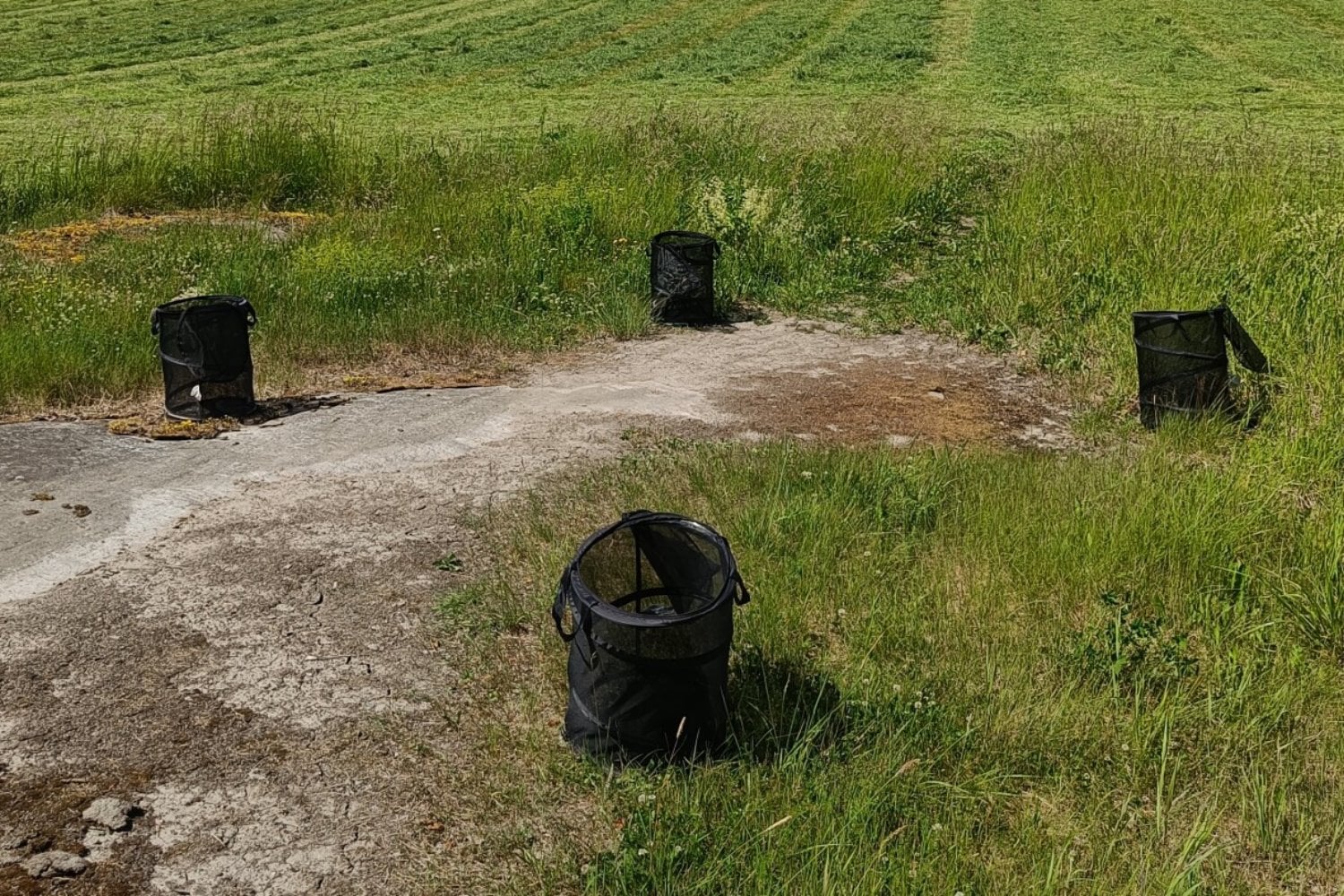 Nuevo estudio en Finlandia demuestra que los insecticidas domésticos reducen hasta un 5% el retorno de abejorros al nido. Un producto común en terrazas y jardines podría estar desorientando a los polinizadores