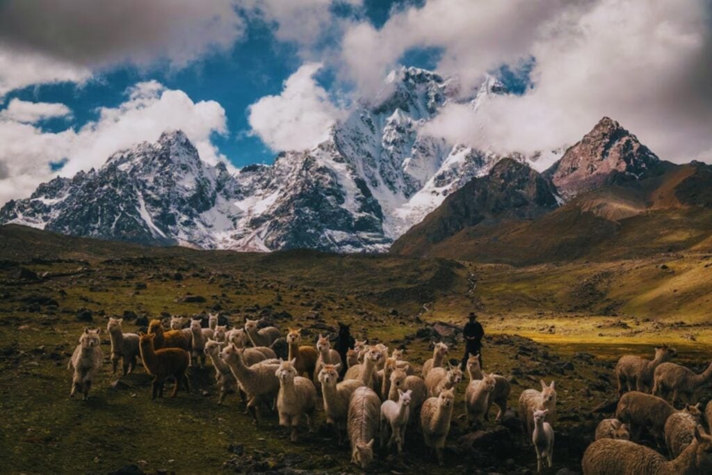 Creíamos conocer la biodiversidad, pero apenas estamos viendo la superficie. Un estudio revela miles de especies desconocidas ocultas en el intestino de herbívoros de alta montaña