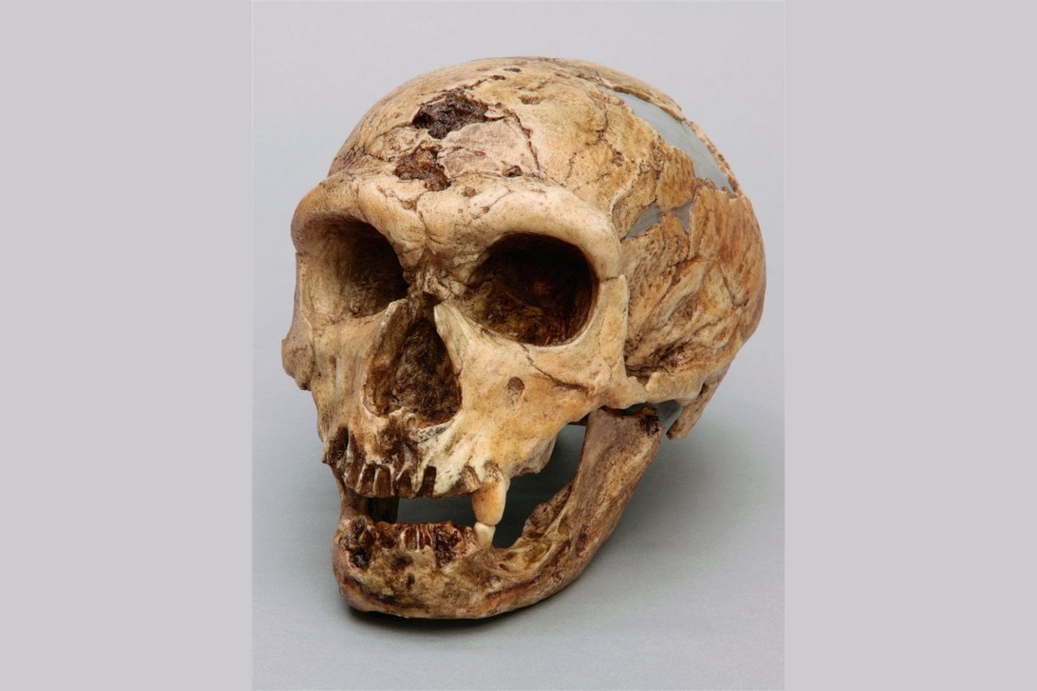 Durante décadas se creyó que los neandertales eran menos inteligentes que nosotros. Un nuevo estudio cuestiona esa idea y apunta a que su desaparición no tuvo que ver con su capacidad cognitiva