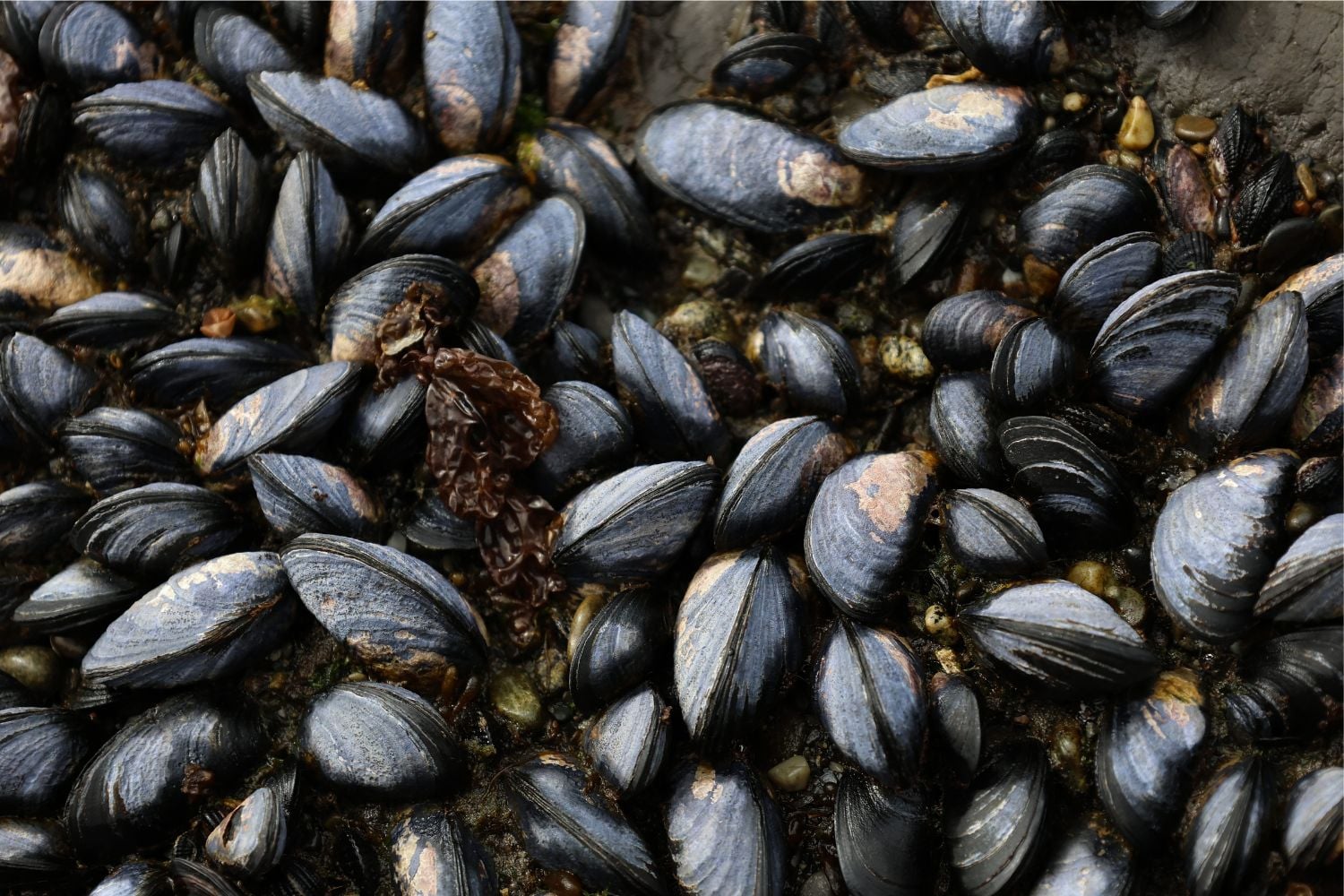 Diseño Sin Título 2026 04 08t094215.301