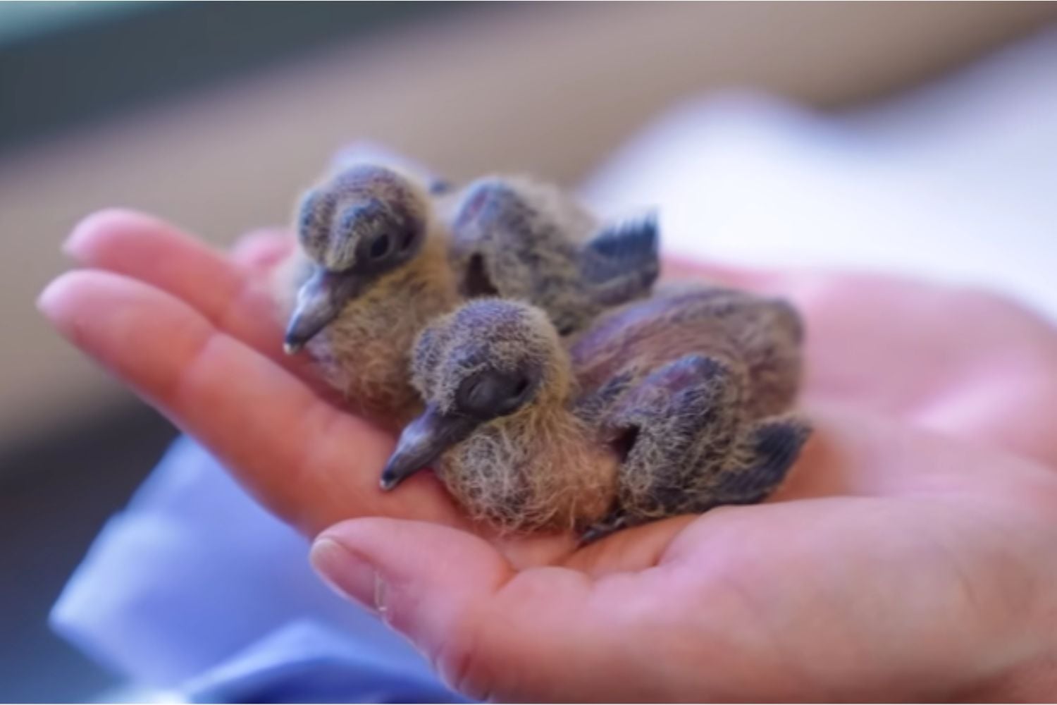 Diseño Sin Título 2026 04 14t150613.600