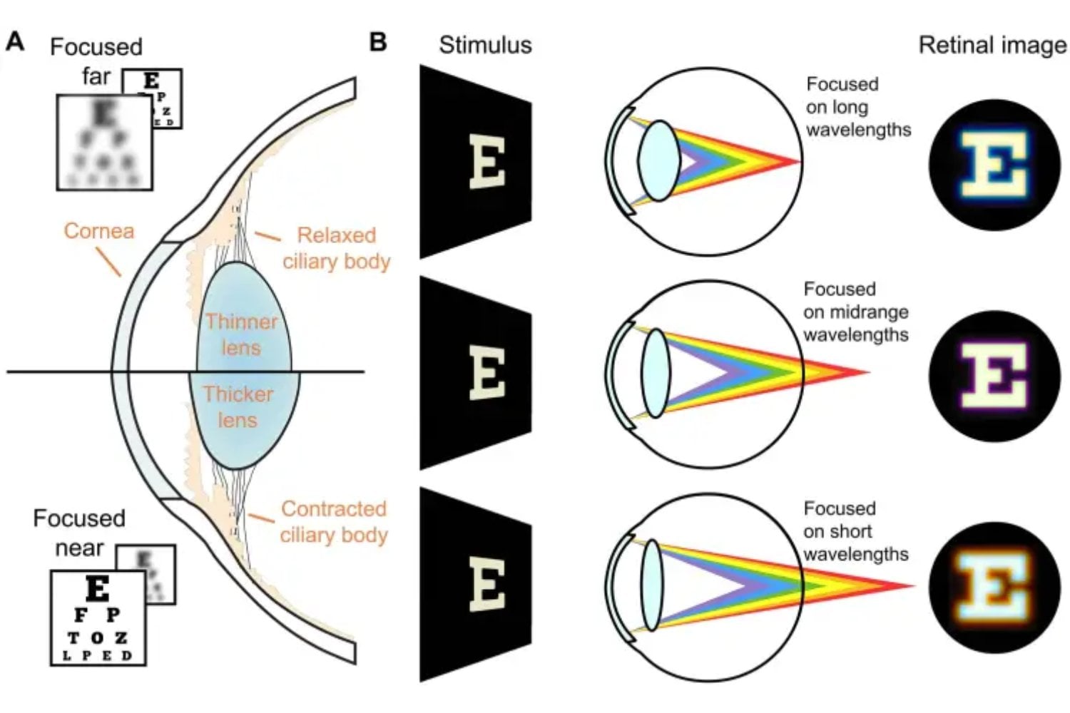 Durante años creímos que el ojo humano buscaba ver nítido. Ahora sabemos que hace algo muy distinto: elige qué ver y qué ignorar para sobrevivir